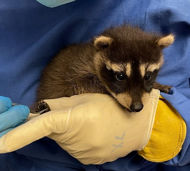 hands holding baby raccoon