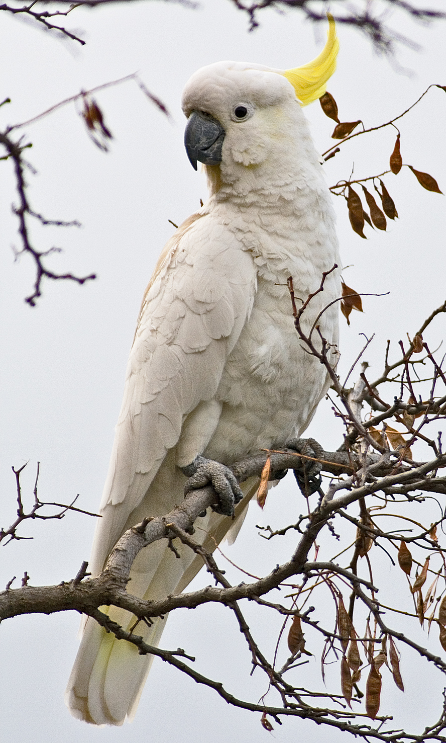 cockatoo